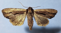 Apamea verbascoides