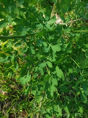 Lomatium californicum