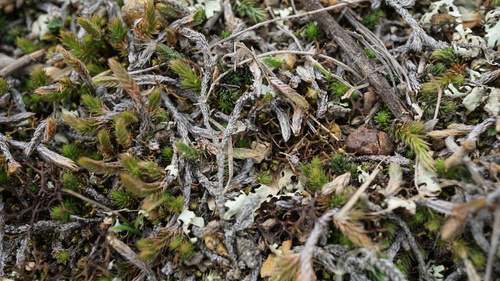 Image of Selaginella sellowii by (c) Jairo Pinto, some rights reserved (CC BY)