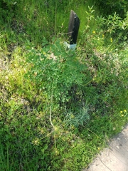 Lomatium californicum