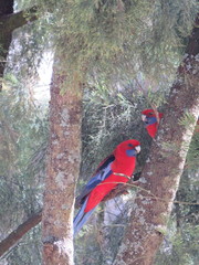 Platycercus elegans elegans