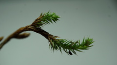 Selaginella sellowii