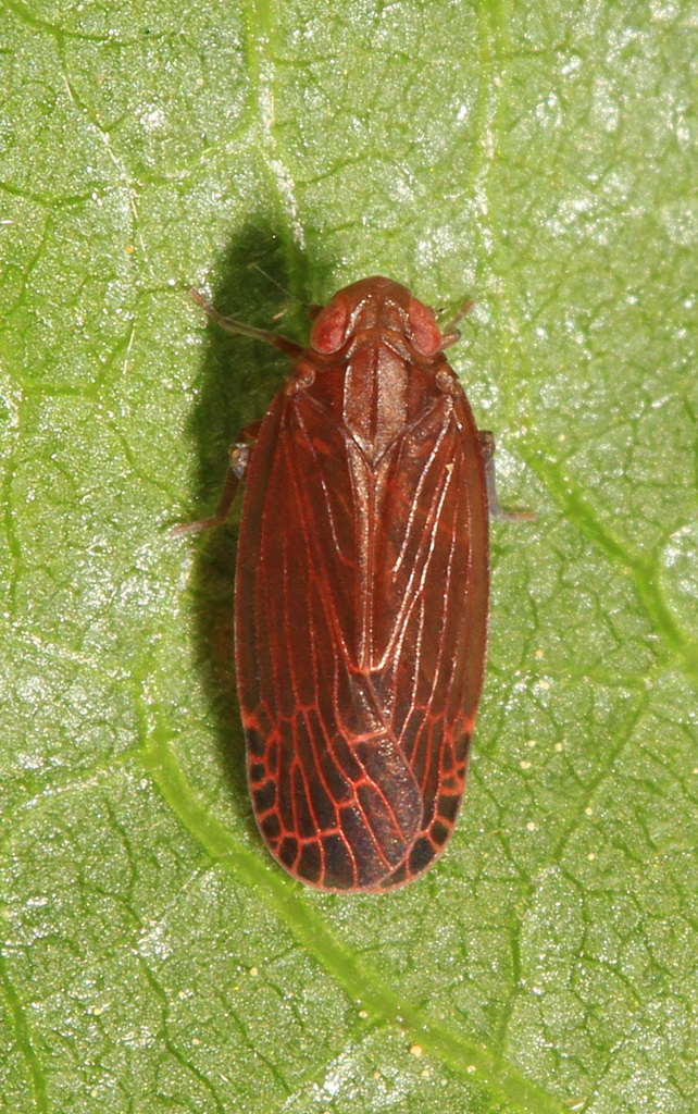 Synecdoche rubella