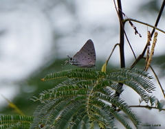 Pseudolycaena marsyas