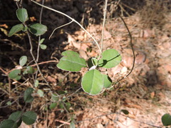 Malacomeles denticulata