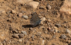 Pseudophilotes panoptes