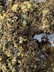 Dictyosphaeria versluysii