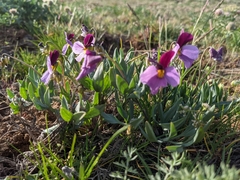 Viola trinervata