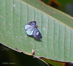 Pythonides lancea