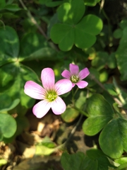Oxalis debilis