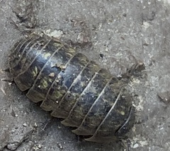 Armadillidium vulgare