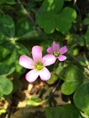 Oxalis debilis