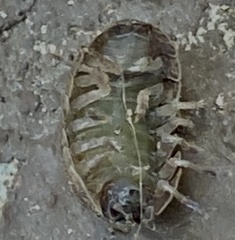 Armadillidium vulgare
