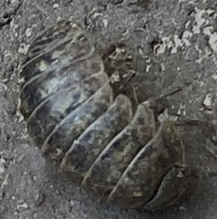 Armadillidium vulgare