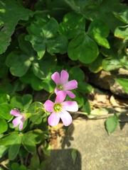 Oxalis debilis