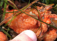 Metandrocarpa dura