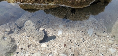 Holothuria cinerascens