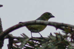 Euphonia chrysopasta