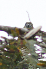 Euphonia chrysopasta