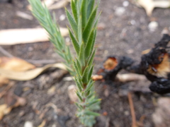 Stenanthera conostephioides