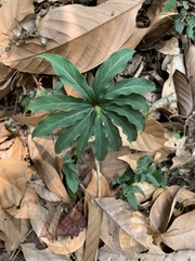 Paris polyphylla stenophylla