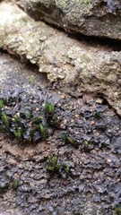 Scytinium juniperinum