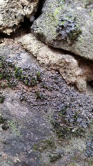 Scytinium juniperinum