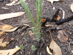 Stenanthera conostephioides