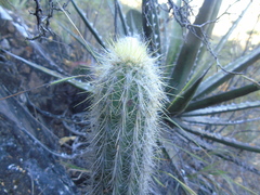 Pilosocereus