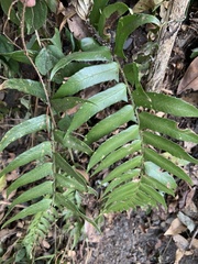 Polystichum lepidocaulon