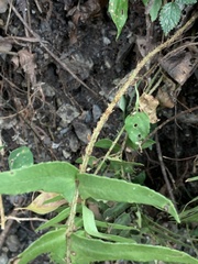 Polystichum lepidocaulon