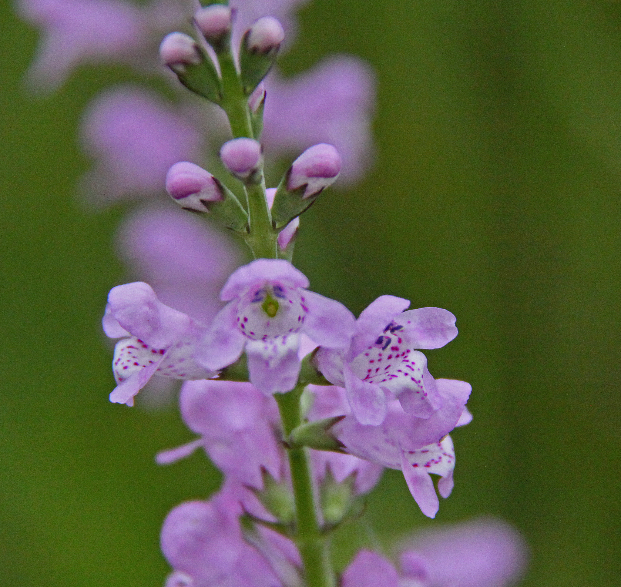 Physostegia intermedia