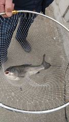 Orthodon microlepidotus