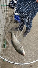 Orthodon microlepidotus