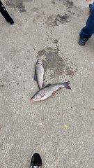 Orthodon microlepidotus