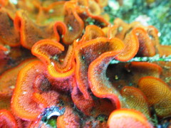 Watersipora cucullata