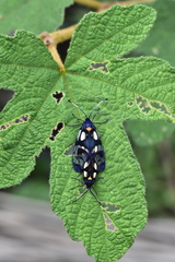 Trypanophora semihyalina