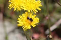 Cephalosmia