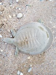 Apalone mutica mutica