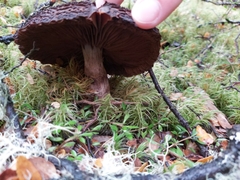 Cortinarius ursus