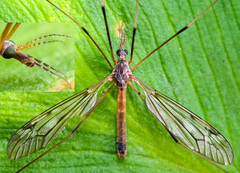 Tipula scripta