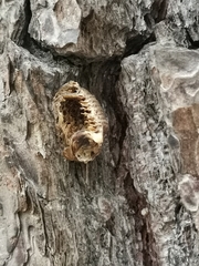 Hierodula patellifera patellifera