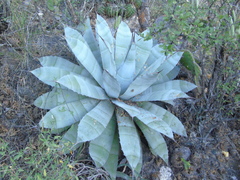 Agave seemanniana