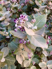 Calotropis procera