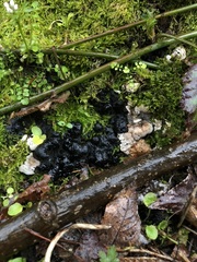 Kretzschmaria deusta