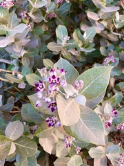 Calotropis procera