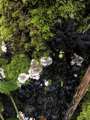 Kretzschmaria deusta