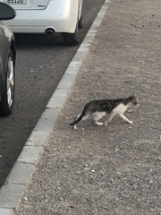 Felis catus