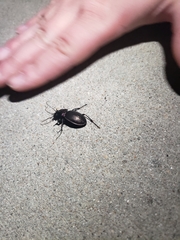 Carabus nemoralis