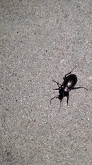 Carabus nemoralis